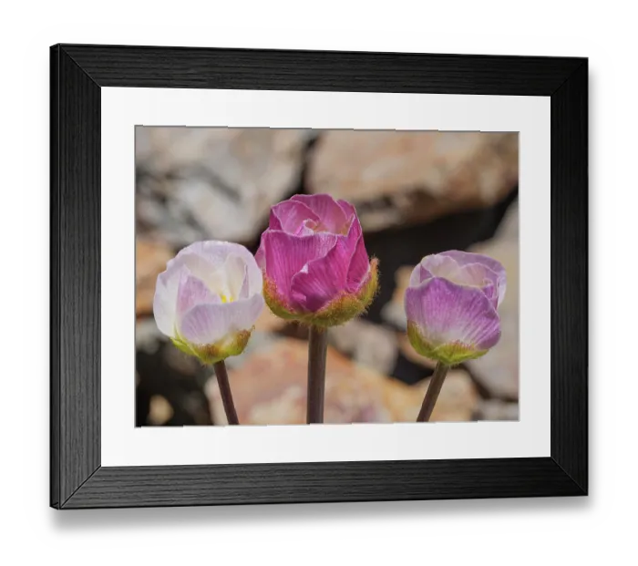 Framed Print : Glacier buttercups (Ranunculus glacialis) in flower on mountainside, Col du Galibier, French Alps, France. July. Focus stacked