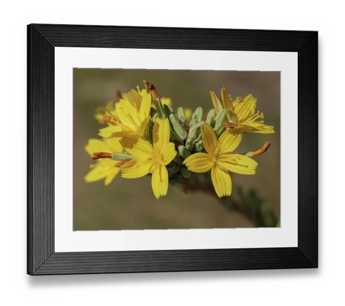 Framed Print : Pliant lettuce (Lactuca viminea) in flower, Briancon, Haute-Alpes, France. July Framed Print : Pliant lettuce (Lactuca viminea) in flower, Briancon, Haute-Alpes, France. July