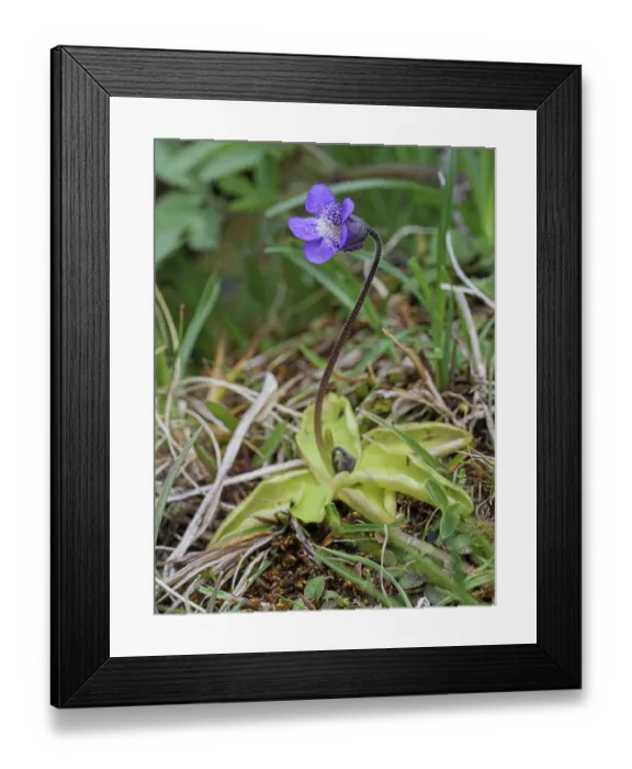 Framed Print : Common butterwort (Pinguicula vulgaris) in flower, Monti della Laga, Abruzzo, Italy. June