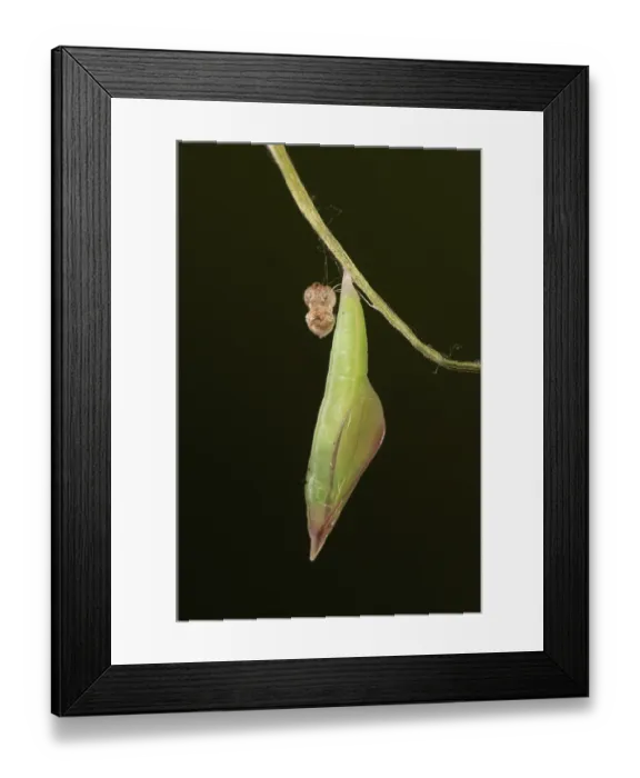 Framed Print : Wood white butterfly (Leptidea sinapis) pupa, portrait. Captive bred Framed Print : Wood white butterfly (Leptidea sinapis) pupa, portrait. Captive bred
