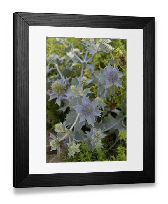 Framed Print : Sea holly (Eryngium maritimum) in flower, Portugal. June Framed Print : Sea holly (Eryngium maritimum) in flower, Portugal. June