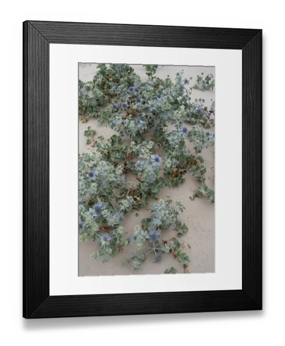 Framed Print : Sea holly (Eryngium maritimum) growing on sand dune, Portugal. June Framed Print : Sea holly (Eryngium maritimum) growing on sand dune, Portugal. June