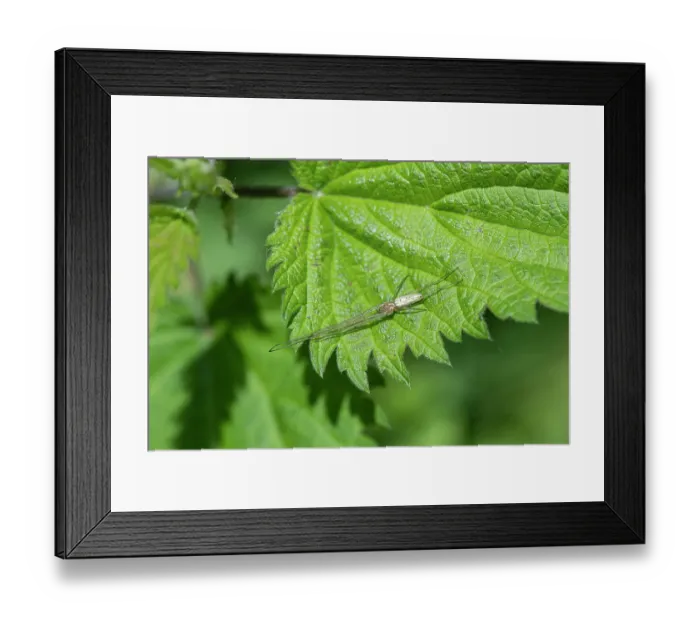 Framed Print : Spider (Tetragnatha sp.) resting on Nettle (Urtica dioica) leaf, Surrey, UK. May Framed Print : Spider (Tetragnatha sp.) resting on Nettle (Urtica dioica) leaf, Surrey, UK. May