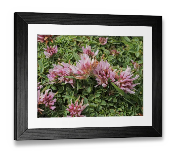 Framed Print : Thali's clover (Trifolium thali) in flower, Monti della Laga, Abruzzo, Italy. June Framed Print : Thali's clover (Trifolium thali) in flower, Monti della Laga, Abruzzo, Italy. June