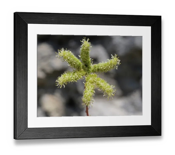 Framed Print : Pale stonecrop (Petrosedum sediforme) in flower, Briancon, Haute-Alpes, France. July Framed Print : Pale stonecrop (Petrosedum sediforme) in flower, Briancon, Haute-Alpes, France. July