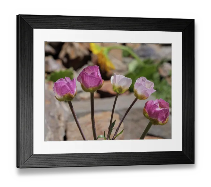 Framed Print : Glacier buttercups (Ranunculus glacialis) in flower on mountainside, Col du Galibier, French Alps, France. July. Focus stacked Framed Print : Glacier buttercups (Ranunculus glacialis) in flower on mountainside, Col du Galibier, French Alps, France. July. Focus stacked