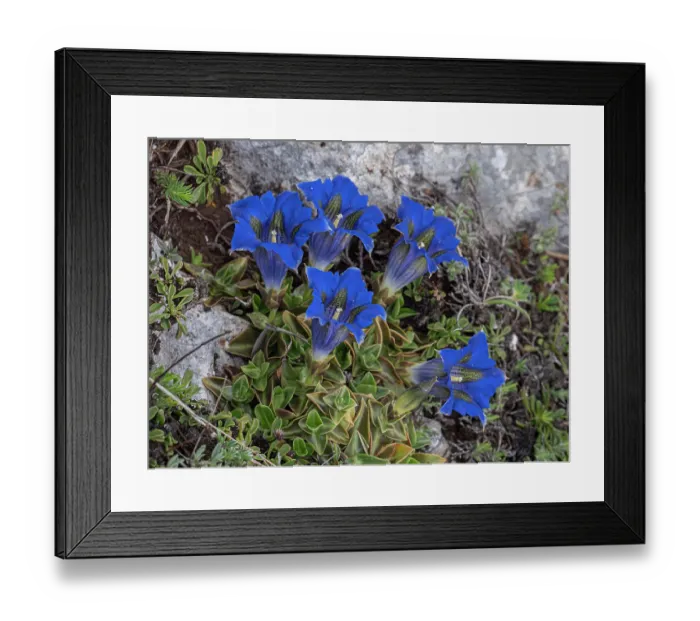 Framed Print : Apennine trumpet gentian (Gentiana dinarica) in flower, Gran Sasso, Abruzzo, Italy. May Framed Print : Apennine trumpet gentian (Gentiana dinarica) in flower, Gran Sasso, Abruzzo, Italy. May