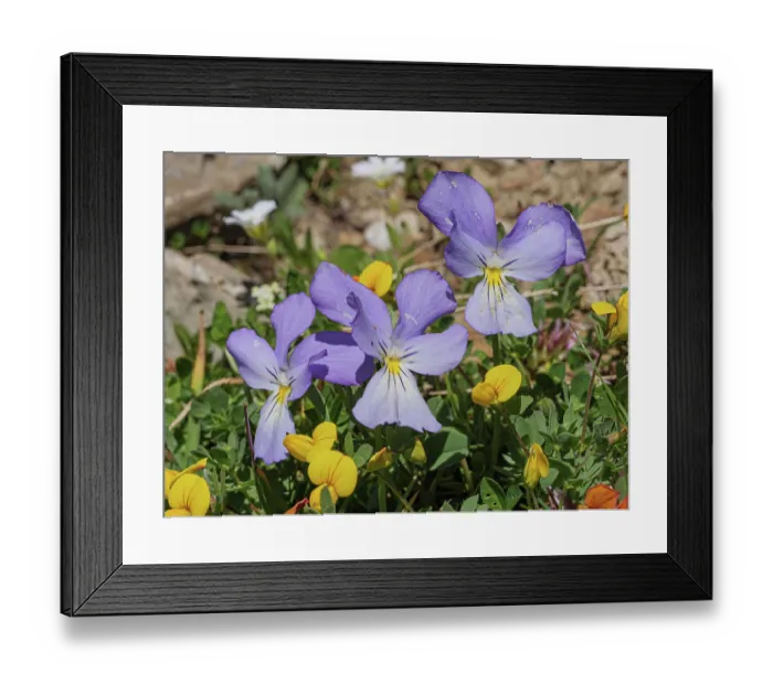 Framed Print : Mont Cenis violets (Viola cenisia) in flower, Col du Galibier, French Alps, France. July Framed Print : Mont Cenis violets (Viola cenisia) in flower, Col du Galibier, French Alps, France. July