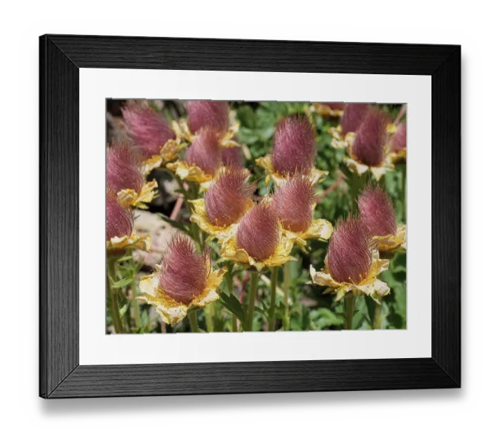Framed Print : Alpine avens (Geum montanum) in flower, Col du Galibier, French Alps, France. July Framed Print : Alpine avens (Geum montanum) in flower, Col du Galibier, French Alps, France. July