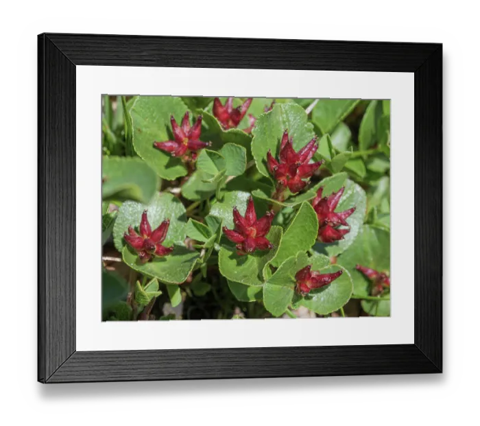 Framed Print : Dwarf willow (Salix herbacea) in flower, Col du Galibier, Hautes-Alpes, France. July. Focus stacked Framed Print : Dwarf willow (Salix herbacea) in flower, Col du Galibier, Hautes-Alpes, France. July. Focus stacked