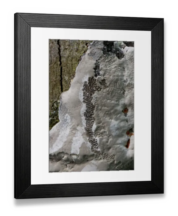 Framed Print : Snail feeding marks, caused by radula, on Bracket fungus, Slovenia. May Framed Print : Snail feeding marks, caused by radula, on Bracket fungus, Slovenia. May