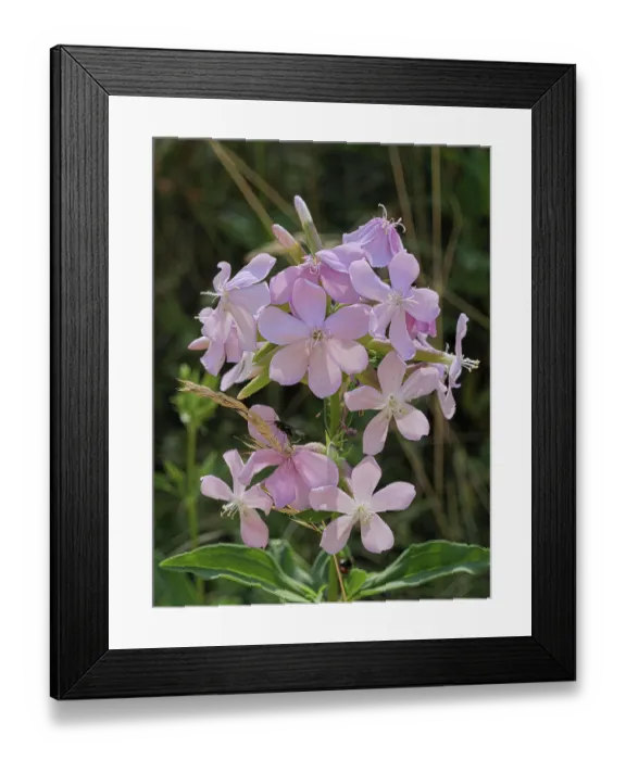 Framed Print : Common soapwort (Saponaria officinalis) in flower, Briancon, Haute-Alpes, France. July