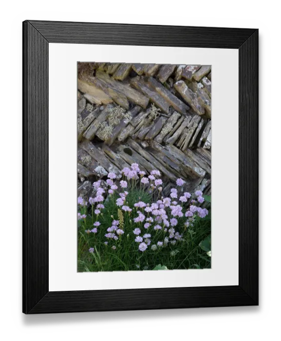 Framed Print : Thrift (Armeria maritima) in flower and Sea ivory lichen (Ramalina siliquosa) on a traditional Cornish herringbone pattern drystone wall, Bedruthan Steps, Cornwall, UK. May Framed Print : Thrift (Armeria maritima) in flower and Sea ivory lichen (Ramalina siliquosa) on a traditional Cornish herringbone pattern drystone wall, Bedruthan Steps, Cornwall, UK. May