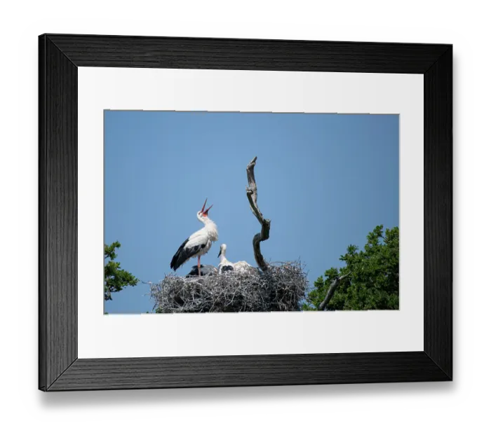 Framed Print : White stork (Ciconia ciconia) standing on nest calling, with chicks, Knepp rewilding project, Sussex, UK. June