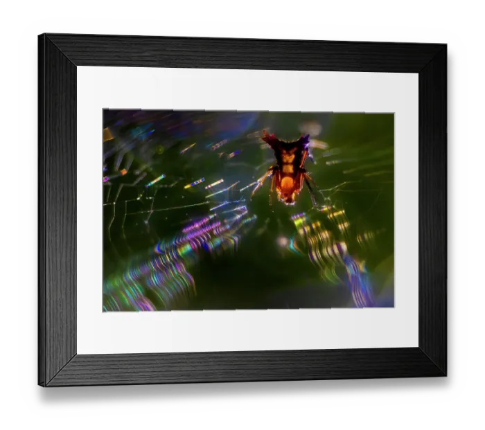 Framed Print : Spiny orbweaver (Micrathena sp.) on its web, caught in a shaft of light penetrating the dense rainforest canopy, upper Caribbean slope cloud forest, Costa Rica