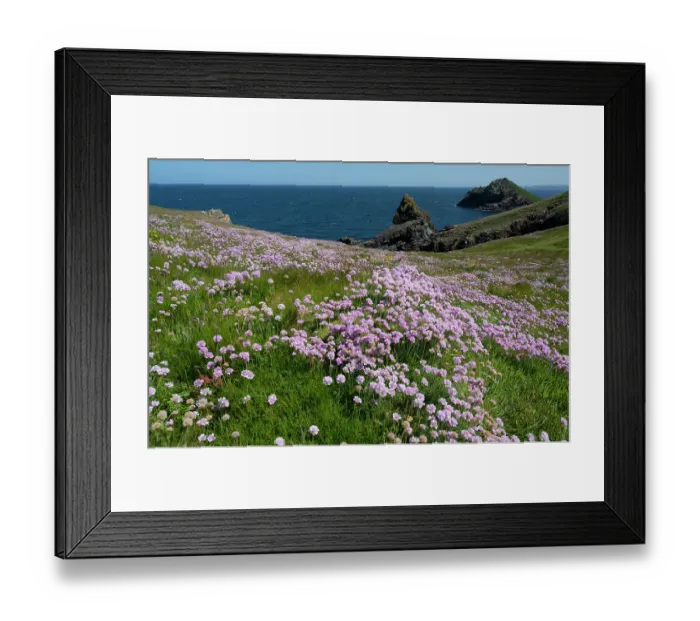 Framed Print : Thrift (Armeria maritima) flowering on coastal cliff top, Pentire Head, Cornwall, UK. May Framed Print : Thrift (Armeria maritima) flowering on coastal cliff top, Pentire Head, Cornwall, UK. May