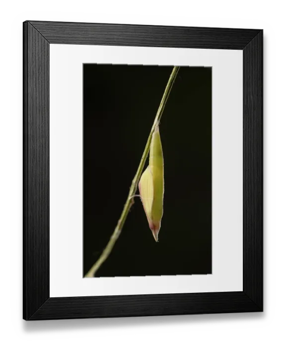 Framed Print : Wood white butterfly (Leptidea sinapis) pupa, portrait. Captive bred Framed Print : Wood white butterfly (Leptidea sinapis) pupa, portrait. Captive bred