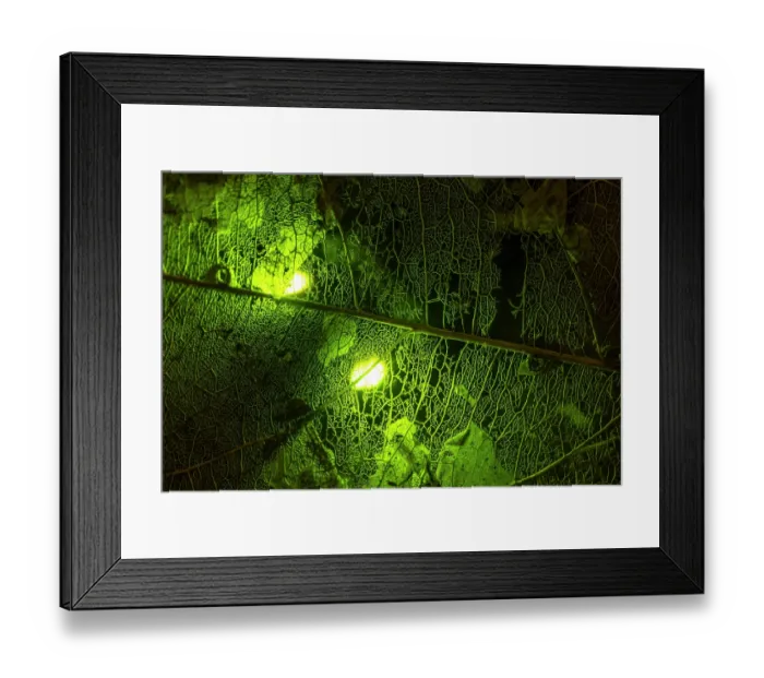 Framed Print : Bioluminescence from a Headlight beetle (Pyrophorus sp.) illuminating a decomposed leaf skeleton on the rainforest floor, Costa Rica Framed Print : Bioluminescence from a Headlight beetle (Pyrophorus sp.) illuminating a decomposed leaf skeleton on the rainforest floor, Costa Rica