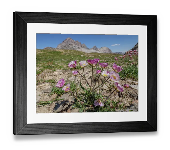 Framed Print : Glacier buttercups (Ranunculus glacialis) in flower on mountainside, Col du Galibier, French Alps, France. July