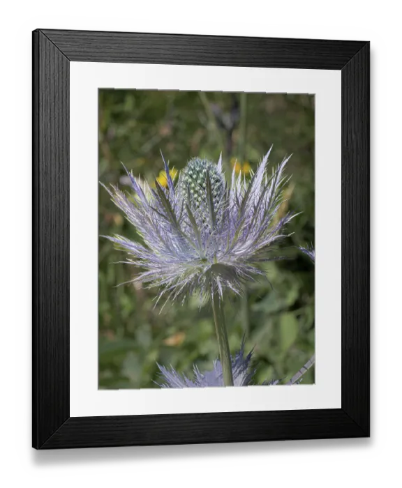 Framed Print : Alpine sea holly (Eryngium alpinum) in flower, Hautes-Alpes, France. July Framed Print : Alpine sea holly (Eryngium alpinum) in flower, Hautes-Alpes, France. July