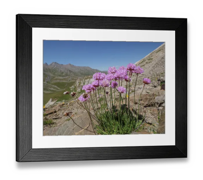Framed Print : Alpine thrift (Armeria alpina) in flower on mountainside, Col du Galibier, Hautes-Alpes, France. July Framed Print : Alpine thrift (Armeria alpina) in flower on mountainside, Col du Galibier, Hautes-Alpes, France. July