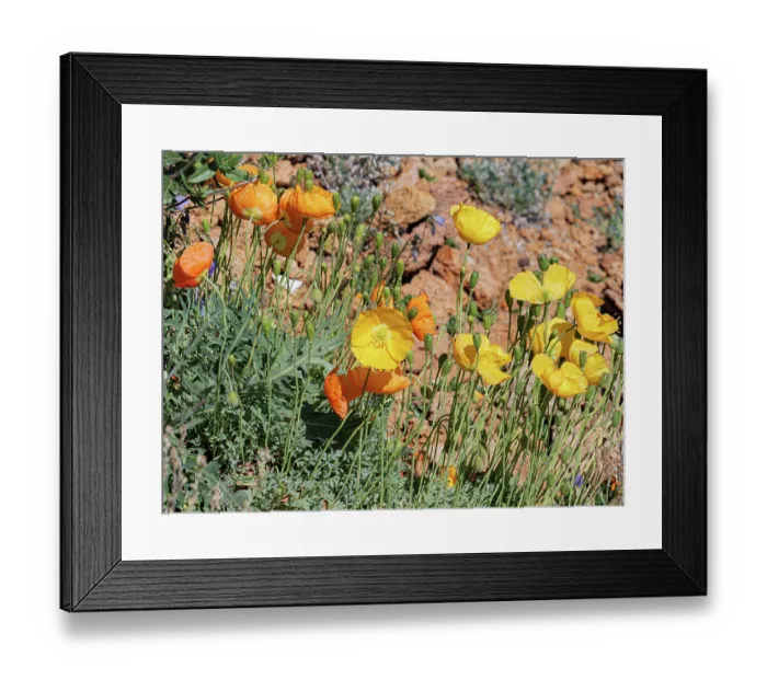 Framed Print : Alpine poppies (Papaver alpinum) in flower, Col du Lautaret, Briancon, Haute-Alpes, France. July Framed Print : Alpine poppies (Papaver alpinum) in flower, Col du Lautaret, Briancon, Haute-Alpes, France. July