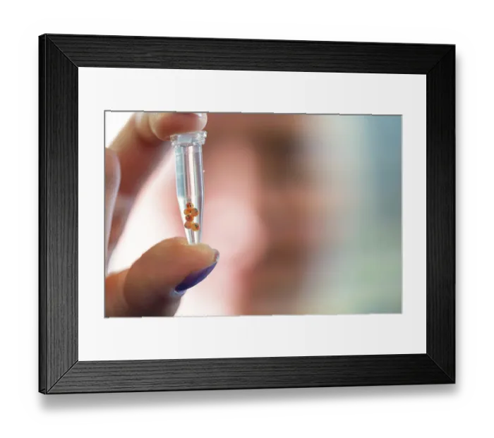 Framed Print : European lobster (Homarus gammarus) eggs, freshly sampled from a female lobster, inside a test tube where they will be stored and tested for DNA, .National Lobster Hatchery Framed Print : European lobster (Homarus gammarus) eggs, freshly sampled from a female lobster, inside a test tube where they will be stored and tested for DNA, .National Lobster Hatchery
