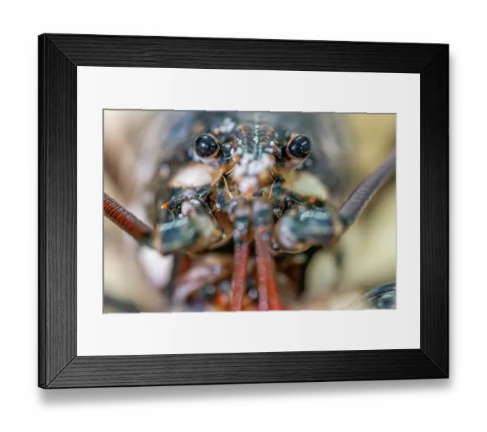 Framed Print : European lobster (Homarus gammarus) close up portrait showing eyes and antennae, Padstow, Cornwall, UK. June Framed Print : European lobster (Homarus gammarus) close up portrait showing eyes and antennae, Padstow, Cornwall, UK. June