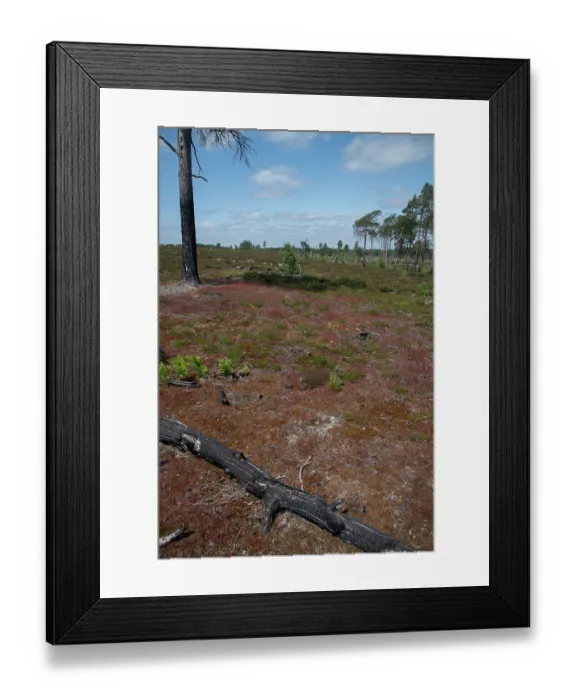 Framed Print : Re-growth of heathland vegetation following major fire three years prior, Thursley Common National Nature Reserve, Surrey, UK. June, 2023 Framed Print : Re-growth of heathland vegetation following major fire three years prior, Thursley Common National Nature Reserve, Surrey, UK. June, 2023
