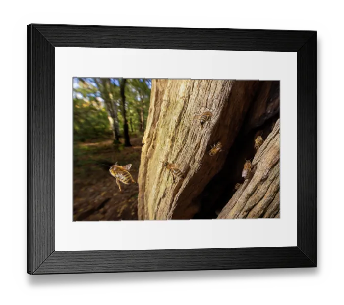 Framed Print : European honey bees (Apis mellifera) flying around entrance to nest in English Oak (Quercus robur) tree trunk, Sherwood Forest, Nottinghamshire, UK. November Framed Print : European honey bees (Apis mellifera) flying around entrance to nest in English Oak (Quercus robur) tree trunk, Sherwood Forest, Nottinghamshire, UK. November
