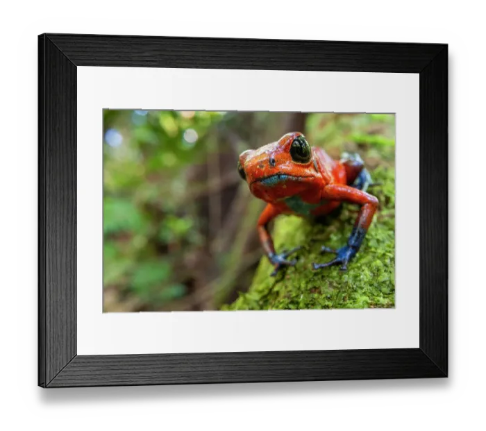 Framed Print : Strawberry poison frog (Oophaga pumilio) resting on moss-covered buttress route, lowland rainforest, Costa Rica Framed Print : Strawberry poison frog (Oophaga pumilio) resting on moss-covered buttress route, lowland rainforest, Costa Rica