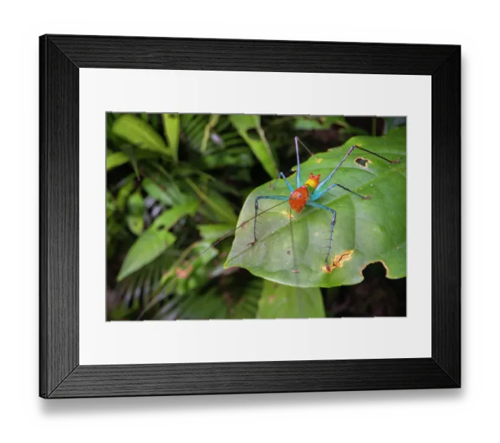 Framed Print : Candy cane katydid (Arachnoscelis sp.) male, resting on leaf in lowland rainforest, Costa Rica Framed Print : Candy cane katydid (Arachnoscelis sp.) male, resting on leaf in lowland rainforest, Costa Rica