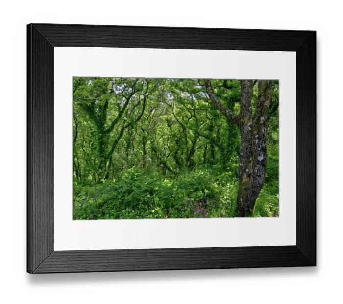 Framed Print : Dizzard Wood, temperate rainforest, Dizzard Point, North Cornwall, UK. May, 2023