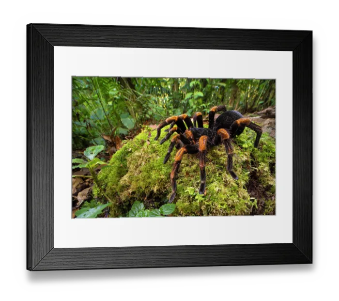 Framed Print : Costa Rican orange-kneed tarantula (Megaphobema mesomelas) resting on moss on forest floor, upper Caribbean slope cloud forest, Costa Rica. April Framed Print : Costa Rican orange-kneed tarantula (Megaphobema mesomelas) resting on moss on forest floor, upper Caribbean slope cloud forest, Costa Rica. April