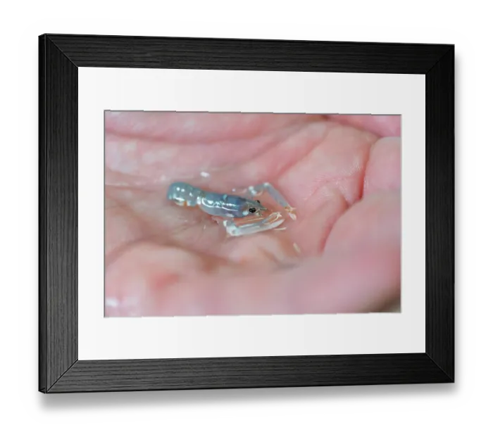 Framed Print : European lobster (Homarus gammarus) juvenile, aged 1 year, in the palm of a hand, National Lobster Hatchery, Padstow, Cornwall, UK. July, 2023 Framed Print : European lobster (Homarus gammarus) juvenile, aged 1 year, in the palm of a hand, National Lobster Hatchery, Padstow, Cornwall, UK. July, 2023