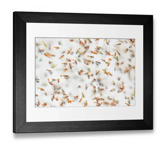 Framed Print : Juvenile planktonic European lobster (Homarus gammarus) Framed Print : Juvenile planktonic European lobster (Homarus gammarus)
