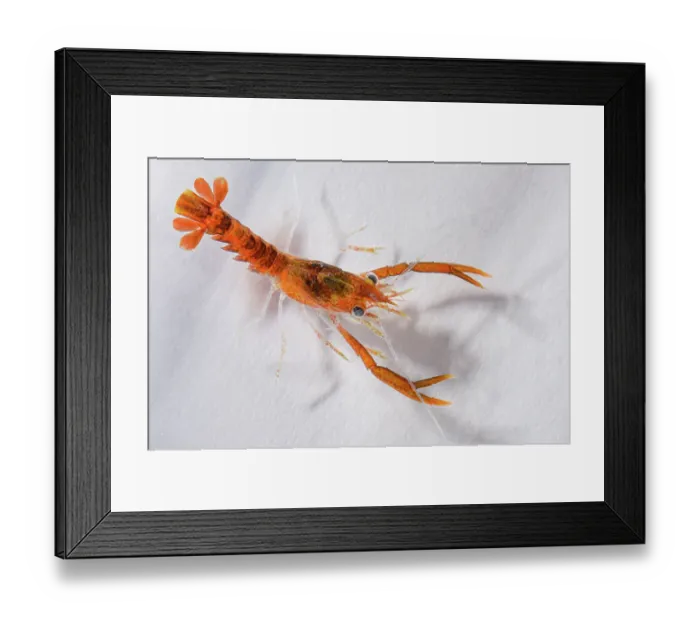 Framed Print : Stage 3, early benthic phase European lobster (Homarus gammarus) hatchling, ready to be released in to the wild, National Lobster Hatchery, Padstow, Cornwall, UK. November, 2018 Framed Print : Stage 3, early benthic phase European lobster (Homarus gammarus) hatchling, ready to be released in to the wild, National Lobster Hatchery, Padstow, Cornwall, UK. November, 2018