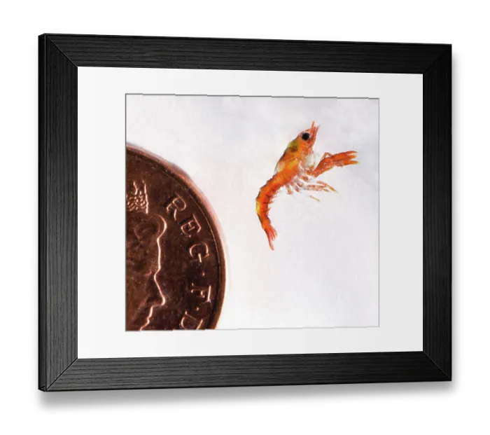 Framed Print : Stage 2, planktonic European lobster (Homarus gammarus) hatchling, next to a 1p piece for scale. National Lobster Hatchery, Padstow, Cornwall, UK. November, 2018 Framed Print : Stage 2, planktonic European lobster (Homarus gammarus) hatchling, next to a 1p piece for scale. National Lobster Hatchery, Padstow, Cornwall, UK. November, 2018