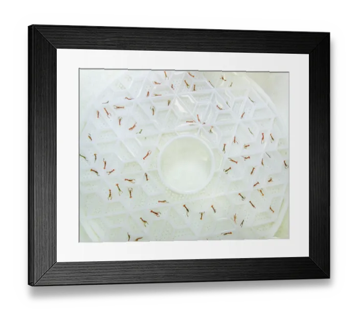 Framed Print : European lobster (Homarus gammarus) juveniles in their Aquahive container. Lobsters are separated to stop them from fighting as they are very territorial Framed Print : European lobster (Homarus gammarus) juveniles in their Aquahive container. Lobsters are separated to stop them from fighting as they are very territorial