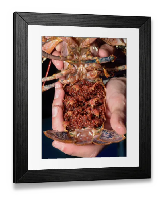 Framed Print : European lobster (Homarus gammarus) female, egg detail, nearly ready to hatch Framed Print : European lobster (Homarus gammarus) female, egg detail, nearly ready to hatch
