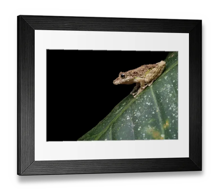 Framed Print : Boulenger's snouted tree frog (Scinax boulengeri) resting on a leaf, Osa Peninsula, Costa Rica