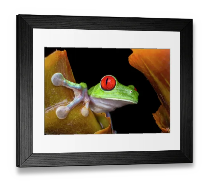 Framed Print : Red-eyed leaf frog (Agalychnis callidryas) peering over the edge of a ginger plant at night, lowland primary rainforest, Costa Rica Framed Print : Red-eyed leaf frog (Agalychnis callidryas) peering over the edge of a ginger plant at night, lowland primary rainforest, Costa Rica