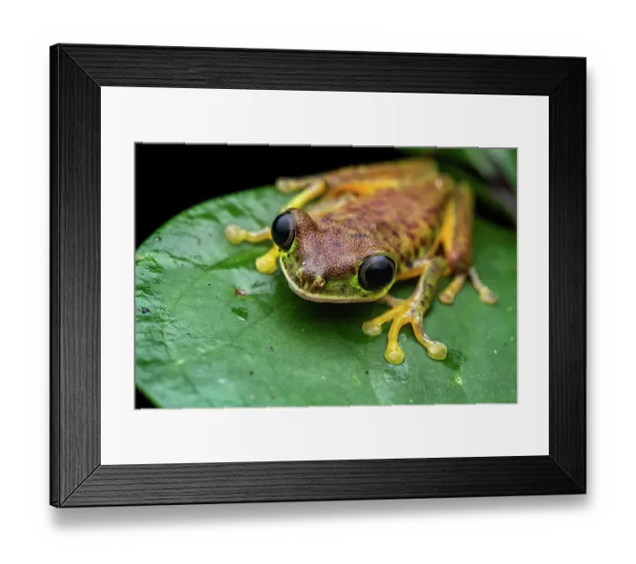 Framed Print : Lemur leaf frog (Agalychnis lemur) resting on a leaf, Limon, Costa Rica. Focus stacked image Framed Print : Lemur leaf frog (Agalychnis lemur) resting on a leaf, Limon, Costa Rica. Focus stacked image