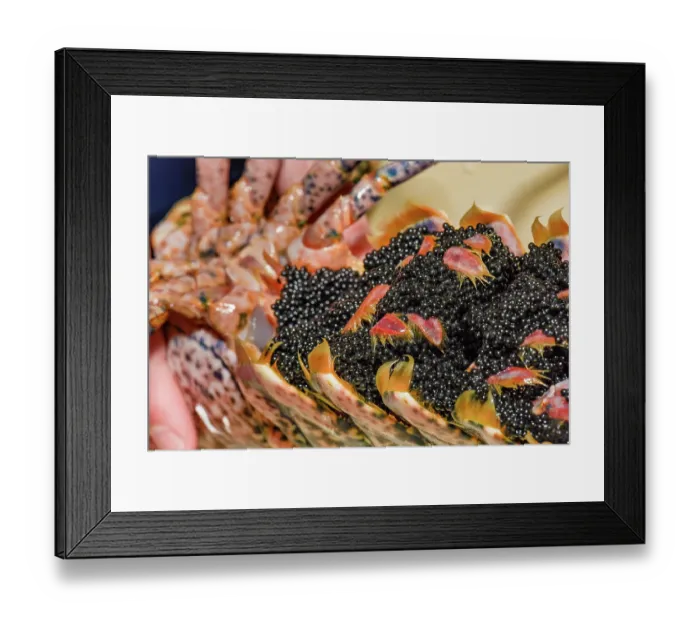 Framed Print : Close up of eggs on a female European lobster (Homarus gammarus), A single female can carry anywhere from 2, 000 to 45, 000 eggs dependent on her size Framed Print : Close up of eggs on a female European lobster (Homarus gammarus), A single female can carry anywhere from 2, 000 to 45, 000 eggs dependent on her size