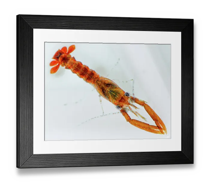 Framed Print : Stage 3, early benthic phase European lobster (Homarus gammarus) juvenile, ready for release into the wild, National Lobster Hatchery, Padstow, Cornwall, UK. October, 2018