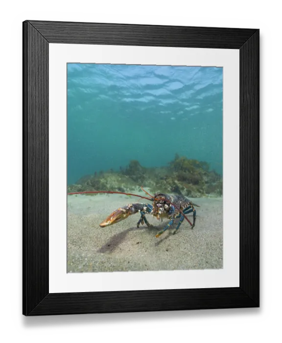 Framed Print : Eurasian lobster (Homarus gammarus) walking over sandy seabed, between reefs. with missing left claw, Lizard Peninsula, Cornwall, UK. June Framed Print : Eurasian lobster (Homarus gammarus) walking over sandy seabed, between reefs. with missing left claw, Lizard Peninsula, Cornwall, UK. June