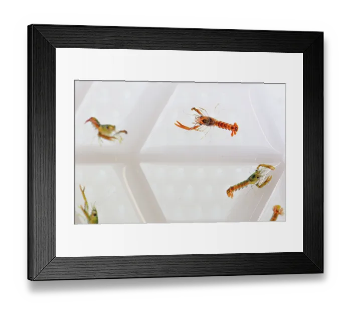 Framed Print : European lobster (Homarus gammarus) juveniles in their Aquahive container. Losbsters are separated to stop them from fighting as they are very territorial
