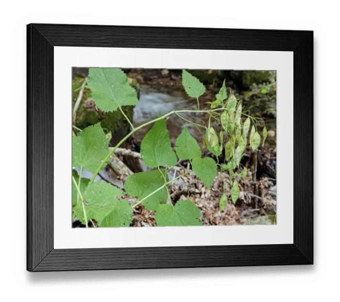 Framed Print : Perennial honesty (Lunaria rediviva) seedheads, Rio Fuggio, Leonessa, Lazio, Italy. July Framed Print : Perennial honesty (Lunaria rediviva) seedheads, Rio Fuggio, Leonessa, Lazio, Italy. July