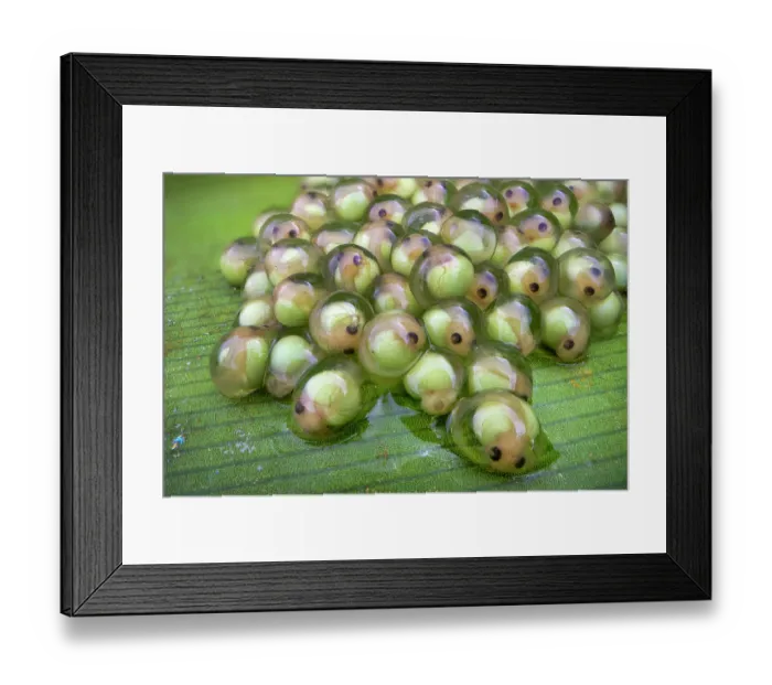 Framed Print : Red-eyed leaf frog (Agalychnis callidryas) developing embryos on a leaf over a rainforest pool, Costa Rica Framed Print : Red-eyed leaf frog (Agalychnis callidryas) developing embryos on a leaf over a rainforest pool, Costa Rica