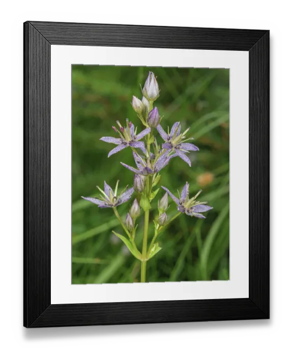 Framed Print : Felwort (Swertia perennis) in flower, Italy. July